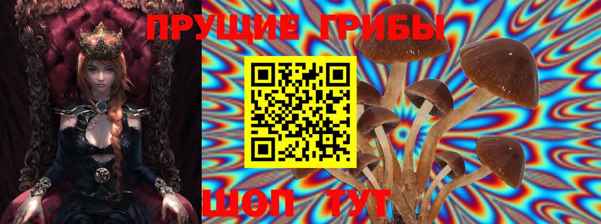 Псилоцибиновые грибы мицелий  Вход с VPN  Астрахань  Псилоцибиновые грибы Psilocybe 